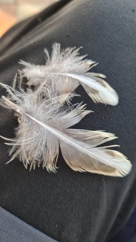Plume de Grive draine