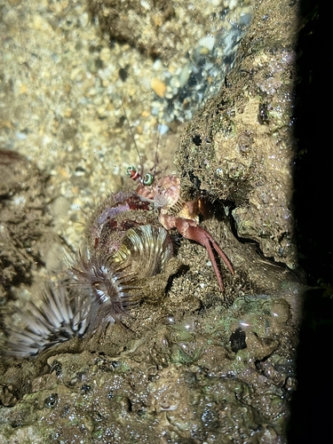 Dardanus gemmatus observed 2026-09-11