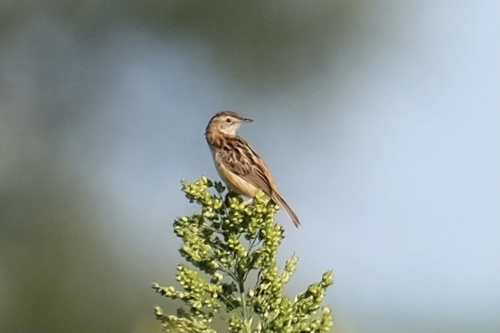 Zitting Cisticola