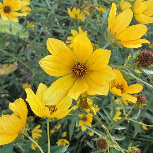 Bidens polylepis, photograph 4