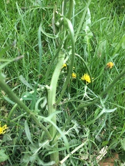 Crepis biennis