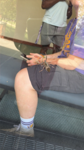 North American Wheel Bug