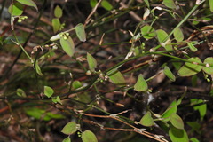 Smilax vaginata
