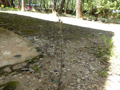 Epipactis microphylla