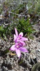 Elythranthera emarginata