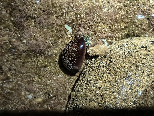 Monetaria caputserpentis observed 2026-09-11