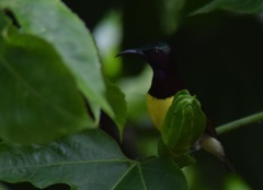Leptocoma zeylonica