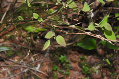 Smilax vaginata