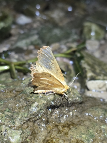 Large Thorn