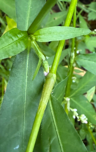 Persicaria mitis, photograph 3
