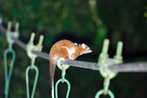 Derby's Woolly Opossum