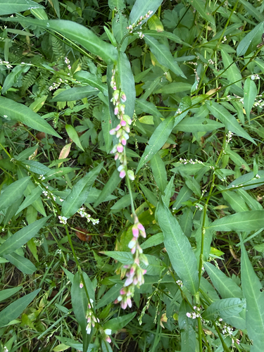 Persicaria mitis, photograph 4