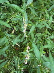(c) Petr Harant, some rights reserved (CC BY) Persicaria mitis, photograph (c) Petr Harant, some rights reserved (CC BY)