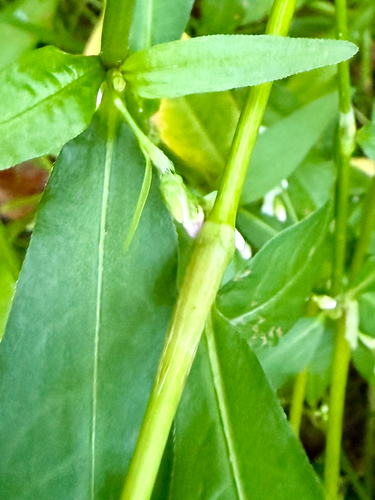 Persicaria mitis, photograph 5