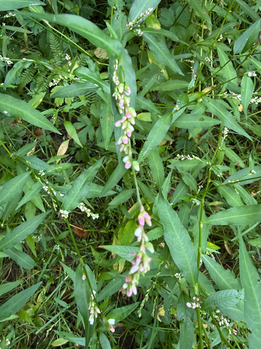 Persicaria mitis, photograph 2