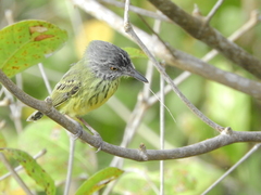 Todirostrum maculatum