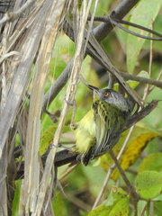 Todirostrum maculatum