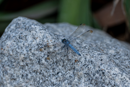 Orthetrum lineostigma