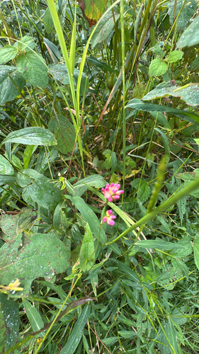 arrow-leaved tearthumb