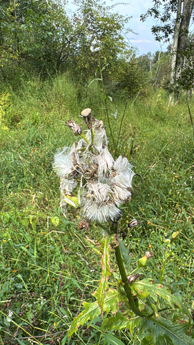 American burnweed