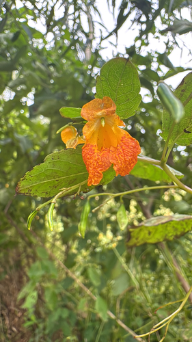 common jewelweed