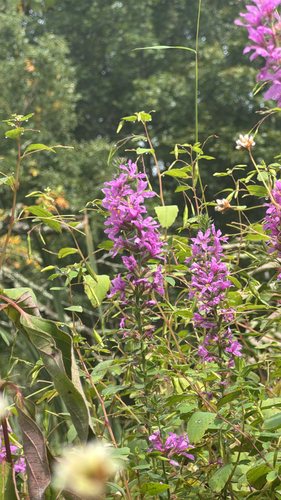 purple loosestrife