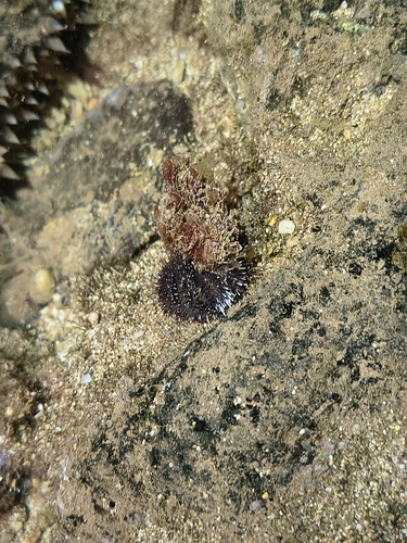 Tripneustes gratilla, 2026-09-11