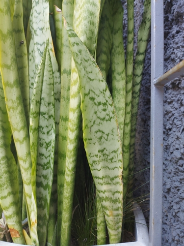 Snake Plant