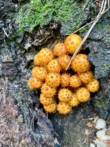 Golden Pholiota