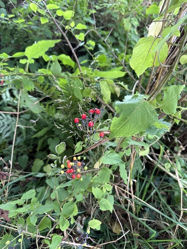 bittersweet nightshade