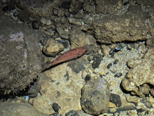 Sargocentron punctatissimum observed 2026-09-11