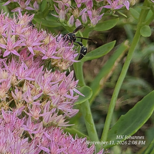 Fraternal Potter Wasp