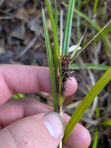 Carex aureolensis
