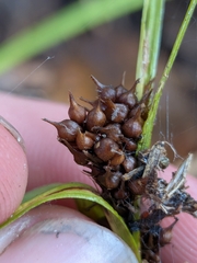 Carex aureolensis, photograph author not stated, no rights reserved