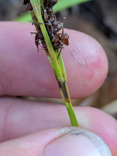 Carex aureolensis, photograph 3