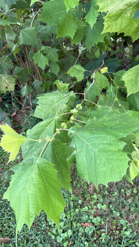 American sycamore
