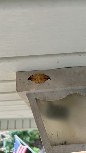 Arched Hooktip Moth