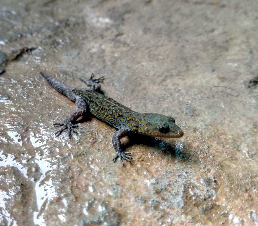Nilgiri Dwarf Gecko