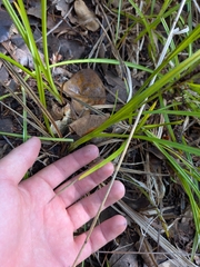 Carex aureolensis, photograph author not stated, no rights reserved