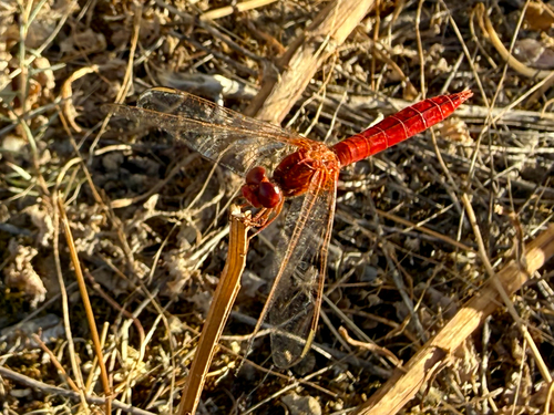 Broad Scarlet