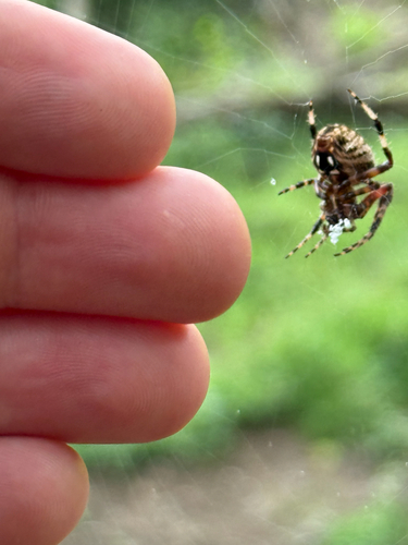 Spotted Orbweaver