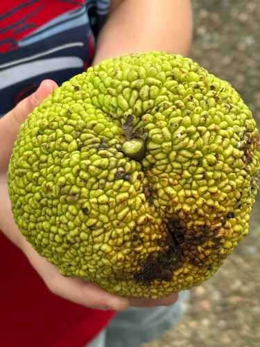 Osage-orange