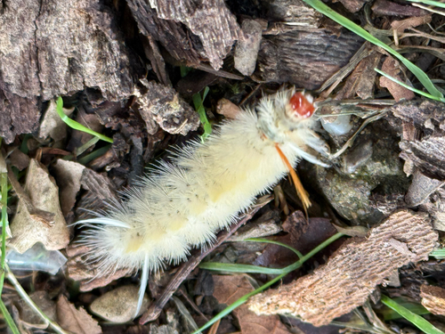 Sycamore Tussock Moth