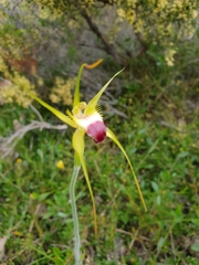 Caladenia infundibularis