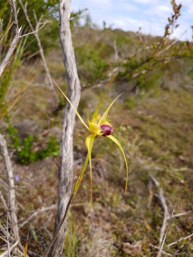 Image of Caladenia infundibularis by (c) Em Lamond, some rights reserved (CC BY)