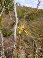Caladenia infundibularis