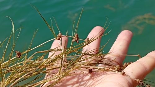 Stuckenia pectinata, photograph 5