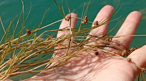 Stuckenia pectinata, photograph 6