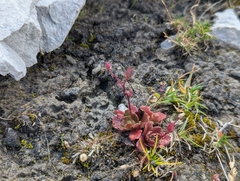 Micranthes stellaris, photograph (c) Elias, some rights reserved (CC BY)