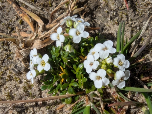 Hornungia alpina, photograph 2